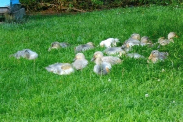 Welsh Harlequin Ducks for Sale