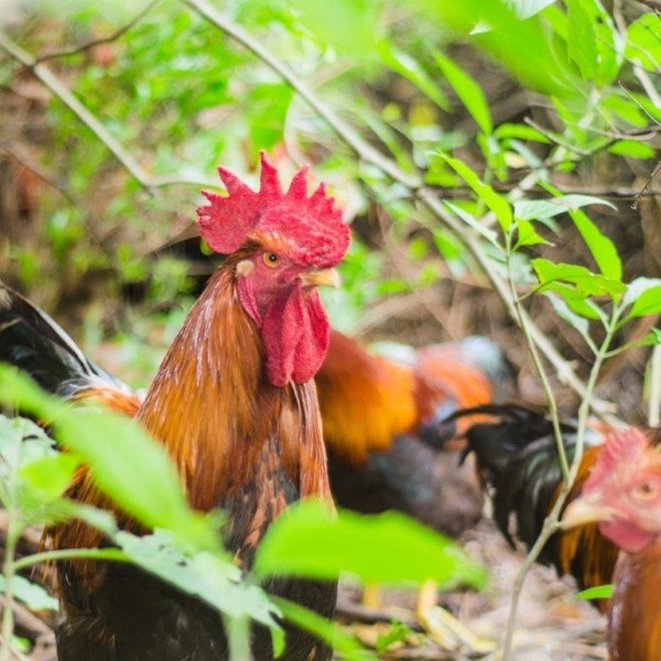 Welsummer Baby Chicks for Sale