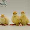 White Broad Breasted Turkey Chicks