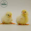 White Japanese Bantam - Image 3