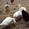 White Pekin