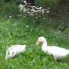 White Pekin