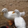 White Pekin