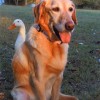 White Pekin & Dog