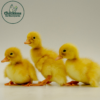 White Pekin Ducks