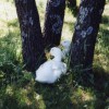 White Pekin