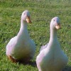 White Pekin