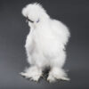 White Silkie