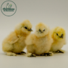 White Silkie Bantam - Image 3