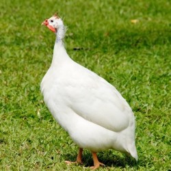 White African Guinea