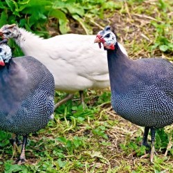 Assortment Guinea