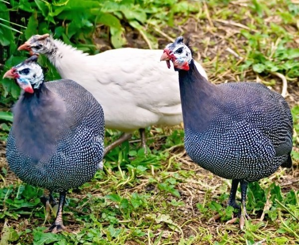 Assortment Guinea