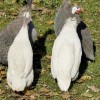 White African Guinea