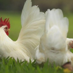 White Japanese Bantam Baby Chicks