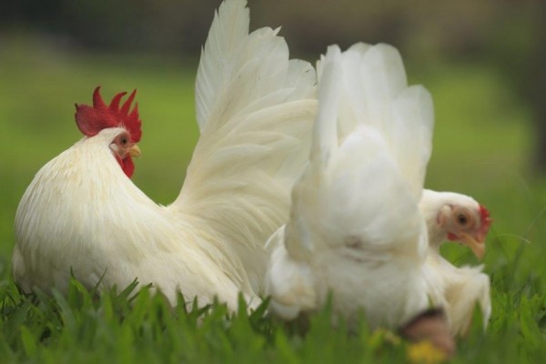 White Japanese Bantam Baby Chicks