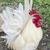 White Japanese Bantam Chicken