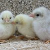 White Japanese Bantam Chicks