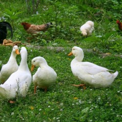 White Pekin Ducks for Sale