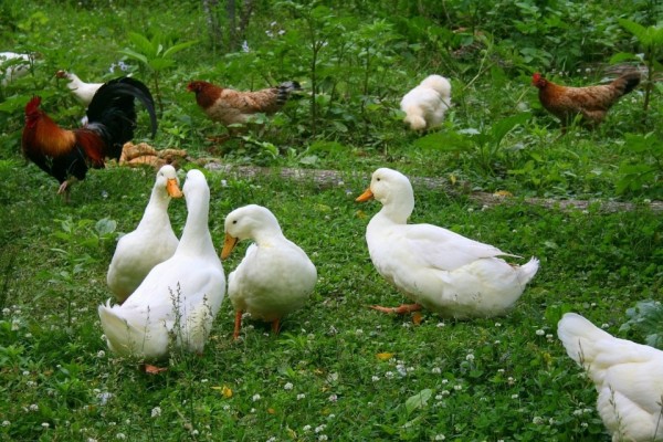 White Pekin Ducks for Sale