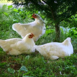 White Plymouth Rock Baby Chicks for Sale
