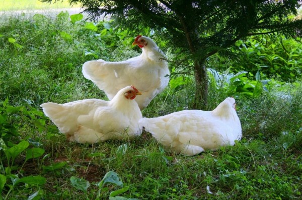 White Plymouth Rock Baby Chicks for Sale