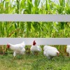 White Plymouth Rock Chickens
