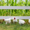 White Plymouth Rock Chickens