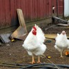 White Plymouth Rock Chickens