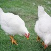 White Plymouth Rock Chickens