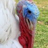 White Broad Breasted Turkey