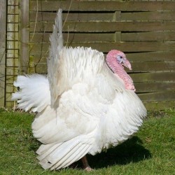 White Broad Breasted Turkey - (Unsexed)