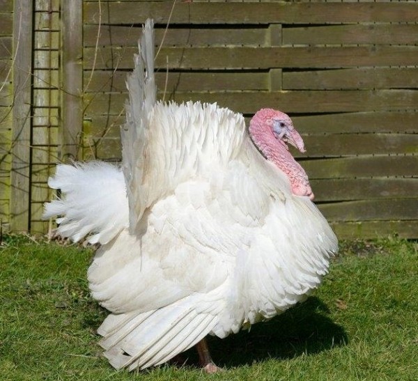 White Broad Breasted Turkey - (Unsexed)