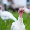 White Broad Breasted Turkey