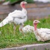White Broad Breasted Turkey
