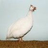 White African Guinea