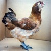 Araucana Hen