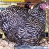 Barred Cochin Bantam Chicken