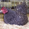 Barred Plymouth Rock Bantam Chicken