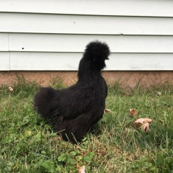 Black Silkie Bantam Chickens