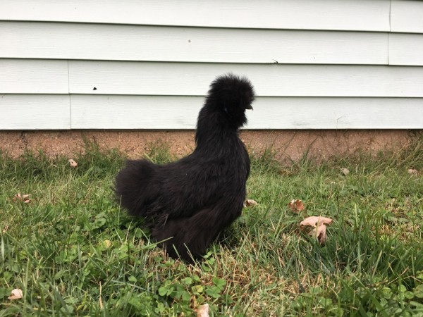 Black Silkie Bantam Chickens