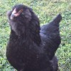 Black Ameraucana Chicken