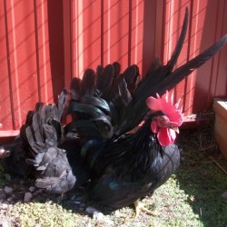 Black Japanese Bantam Chicken