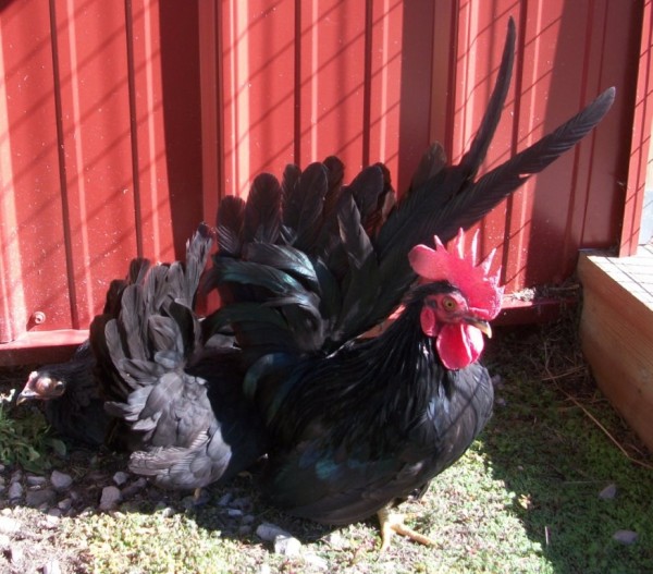 Black Japanese Bantam Chicken