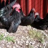 Black Japanese Bantam Chickens
