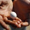 Black Japanese Bantam egg