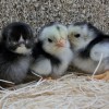 Black Japanese Bantam Chicks