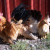 Black Tailed Buff Japanese Bantam Chickens