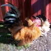 Black Tailed Buff Japanese Bantam Chickens