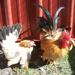 Black Tailed Buff Japanese Bantam Chickens