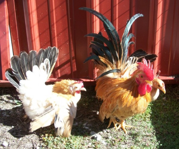 Black Tailed Buff Japanese Bantam Chickens